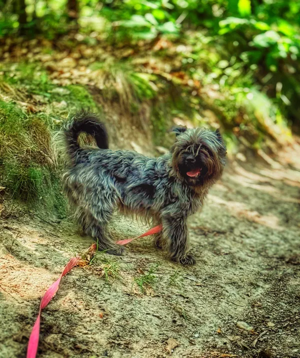 Pies do adopcji, Dłużyna Górna, 9 lipca 2025 (5/5)