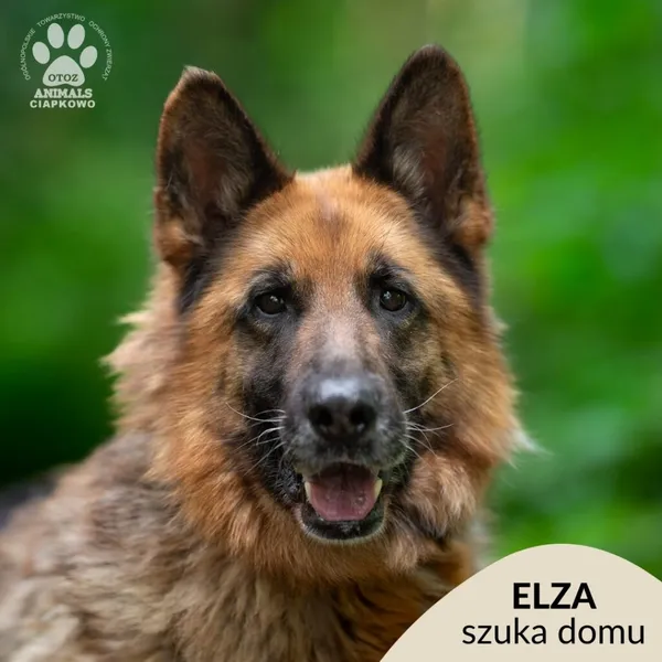 Pies do adopcji, Gdynia, 9 lipca 2025 (1/4)