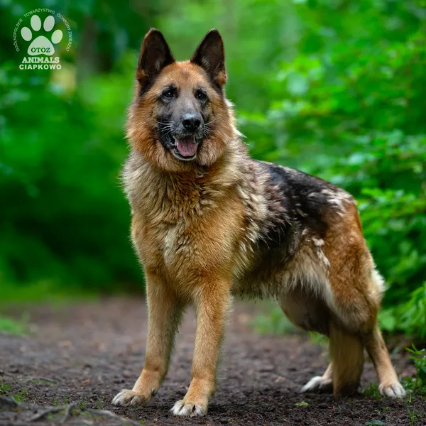 Pies do adopcji, Gdynia, 9 lipca 2025 (2/4)