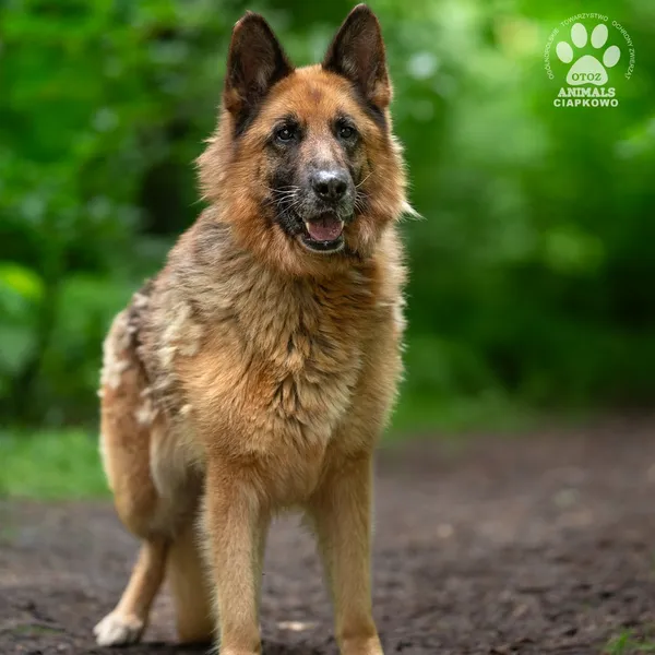 Pies do adopcji, Gdynia, 9 lipca 2025 (3/4)