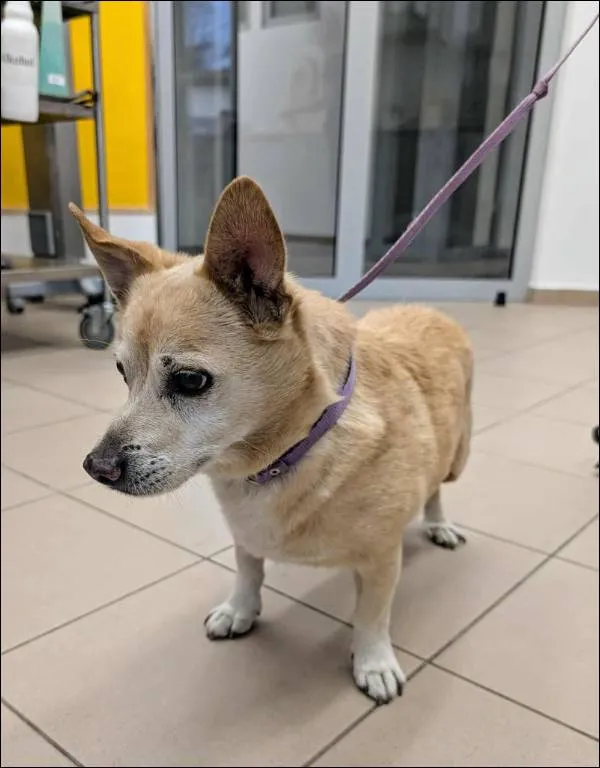 Znaleziono psa, Grudziądz, 9 lipca 2025