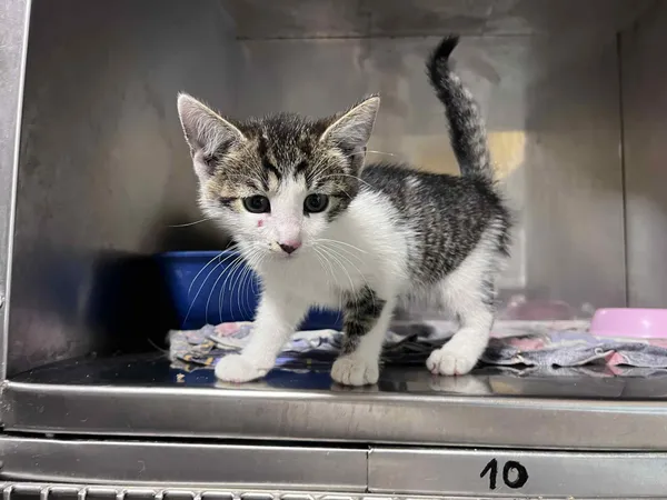 Kot do adopcji, Włocławek, 8 lipca 2025 (1/2)