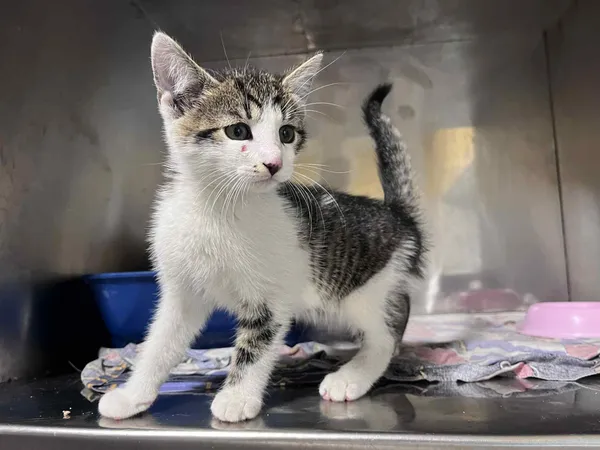 Kot do adopcji, Włocławek, 8 lipca 2025 (2/2)