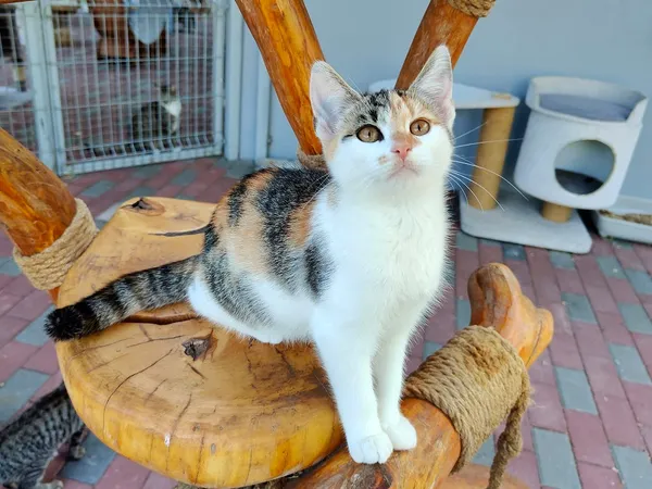 Kot do adopcji, Włocławek, 8 lipca 2025 (1/5)