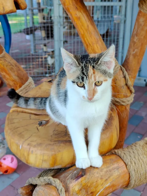 Kot do adopcji, Włocławek, 8 lipca 2025 (3/5)