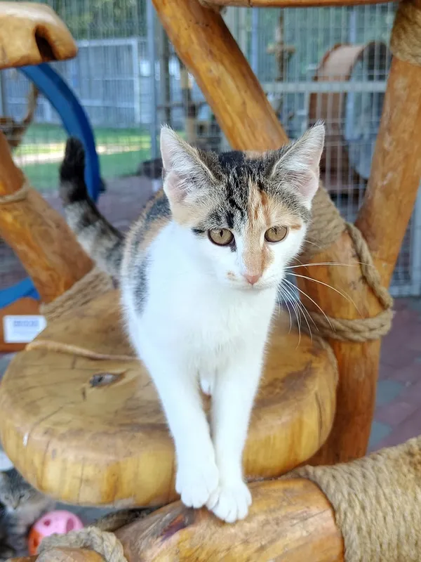 Kot do adopcji, Włocławek, 8 lipca 2025 (5/5)