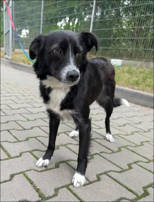 Znaleziono psa, Grudziądz, 21 maja 2025