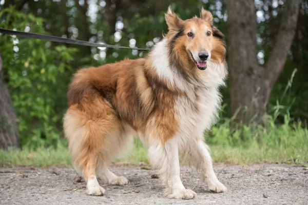 Pies do adopcji, Nowodwór, 9 lipca 2025 (1/5)