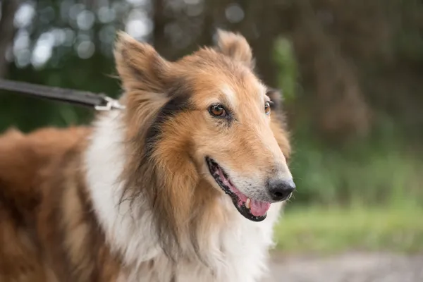 Pies do adopcji, Nowodwór, 9 lipca 2025 (3/5)