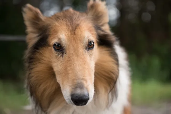 Pies do adopcji, Nowodwór, 9 lipca 2025 (4/5)