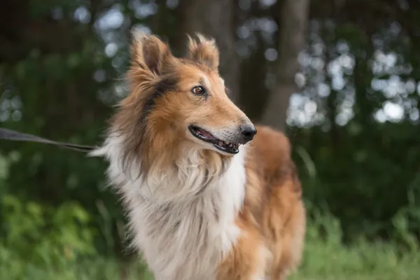 Pies do adopcji, Nowodwór, 9 lipca 2025 (5/5)