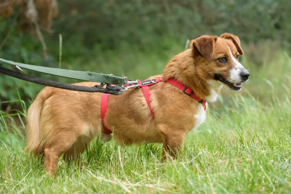 Pies do adopcji, Nowodwór, 9 lipca 2025 (2/5)