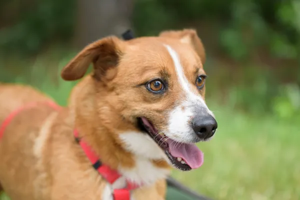 Pies do adopcji, Nowodwór, 9 lipca 2025 (3/5)