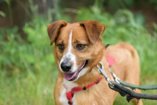 Pies do adopcji, Nowodwór, 9 lipca 2025 (4/5)