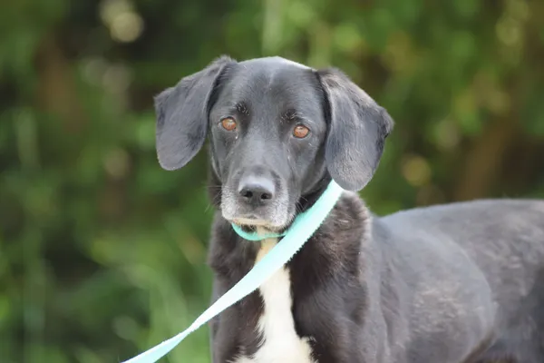 Pies do adopcji, Nowodwór, 9 lipca 2025 (1/5)