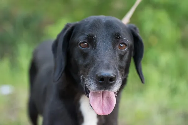 Pies do adopcji, Nowodwór, 9 lipca 2025 (2/5)