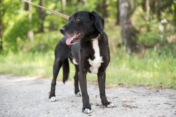 Pies do adopcji, Nowodwór, 9 lipca 2025 (3/5)