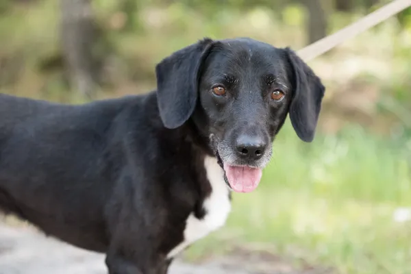 Pies do adopcji, Nowodwór, 9 lipca 2025 (4/5)