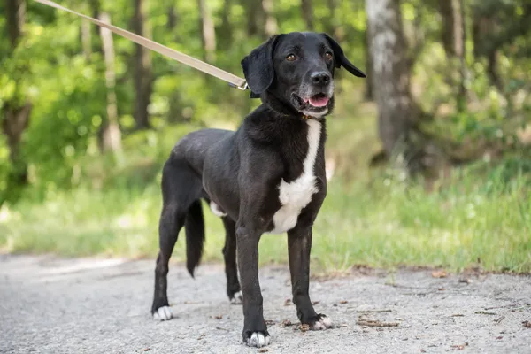 Pies do adopcji, Nowodwór, 9 lipca 2025 (5/5)