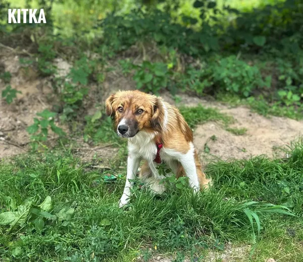 Pies do adopcji, Rytlów, 10 lipca 2025