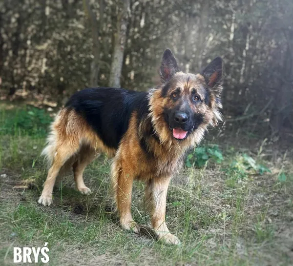 Pies do adopcji, Rytlów, 10 lipca 2025