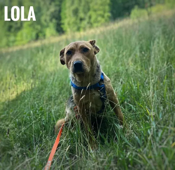 Pies do adopcji, Rytlów, 10 lipca 2025