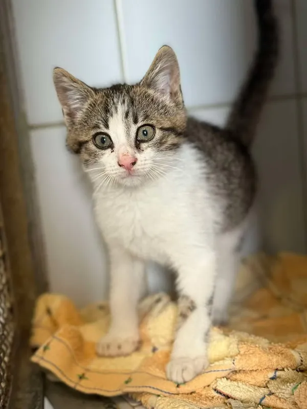 Znaleziono kota, Lublin, 9 lipca 2025