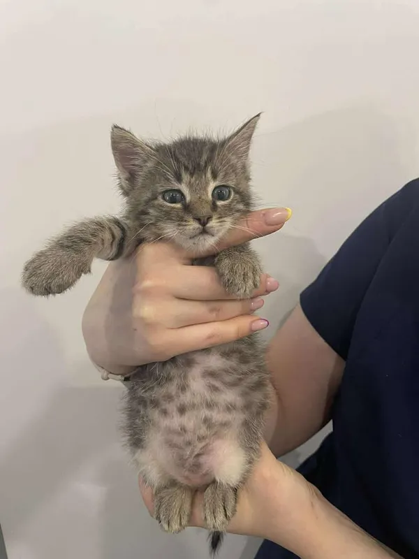 Znaleziono kota, Lublin, 9 lipca 2025