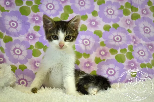 Kot do adopcji, Chełmek, 14 czerwca 2025