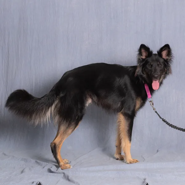 Pies do adopcji, Gdańsk, 10 lipca 2025