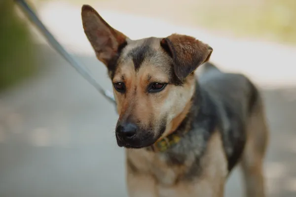 Oddam psa, Elbląg, Stare Miasto, 10 lipca 2025 (1/4)