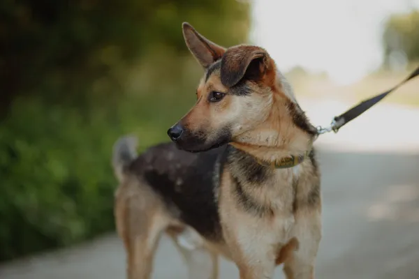 Oddam psa, Elbląg, Stare Miasto, 10 lipca 2025 (3/4)