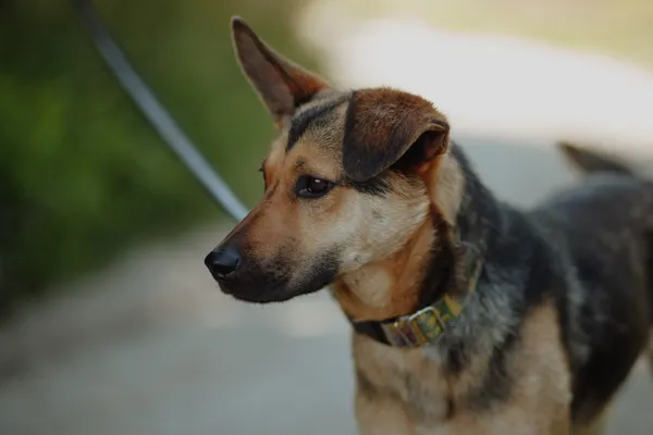 Oddam psa, Elbląg, Stare Miasto, 10 lipca 2025 (4/4)