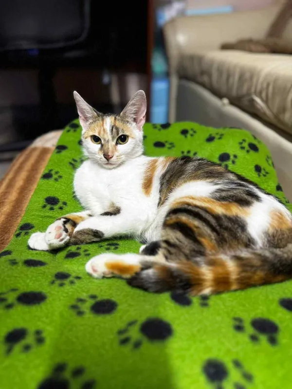 Kot do adopcji, Głowno, 10 lipca 2025 (1/5)