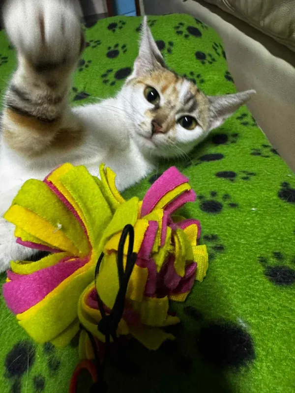 Kot do adopcji, Głowno, 10 lipca 2025 (2/5)