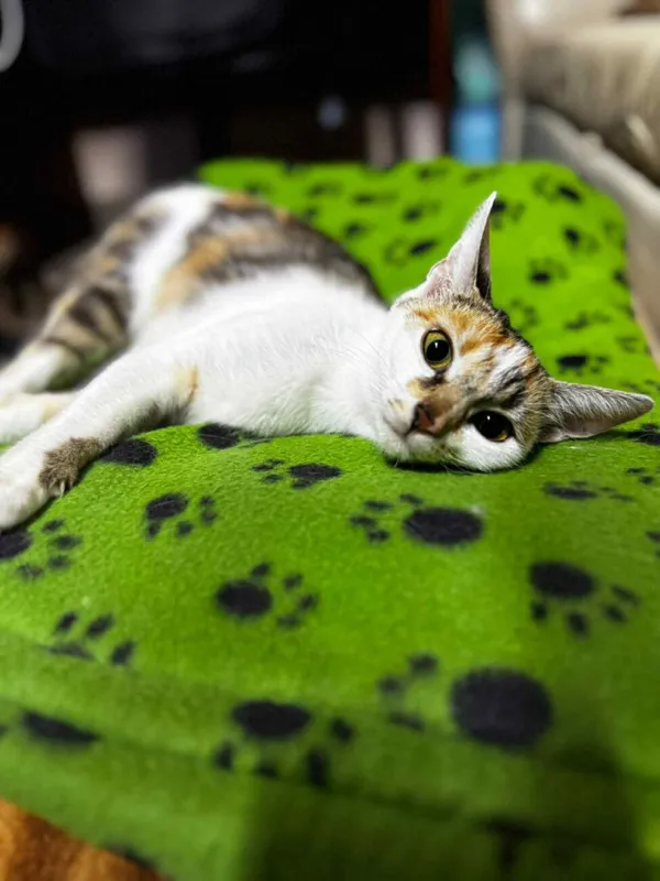 Kot do adopcji, Głowno, 10 lipca 2025 (3/5)