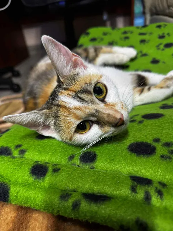 Kot do adopcji, Głowno, 10 lipca 2025 (4/5)