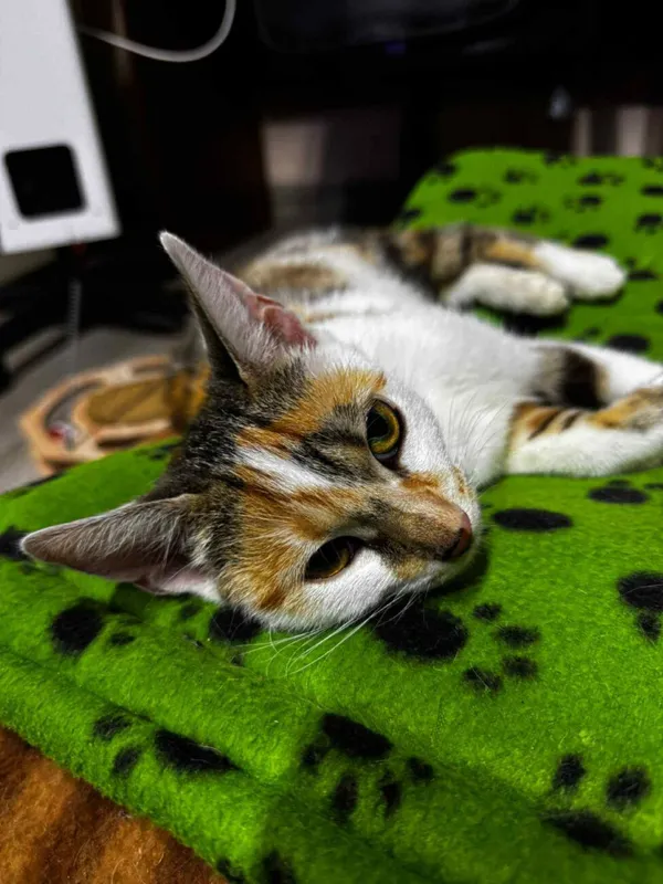 Kot do adopcji, Głowno, 10 lipca 2025 (5/5)