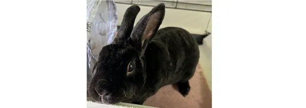 Oddam zwierzę, Wrocław, 23 czerwca 2025