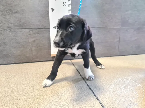 Znaleziono psa, Chełmek, 9 lipca 2025