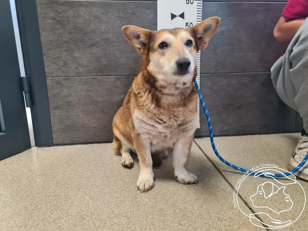 Znaleziono psa, Chełmek, 9 lipca 2025