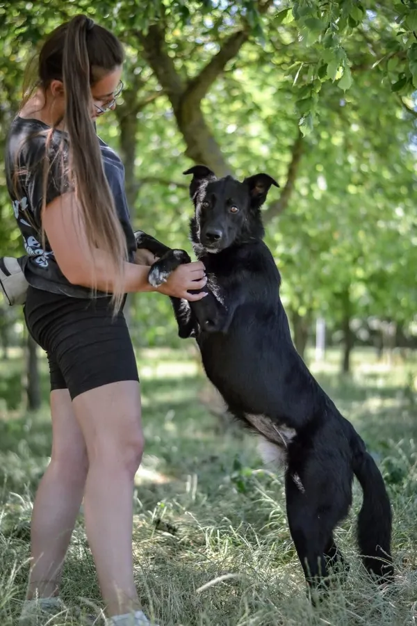 Pies do adopcji, Radom, 10 lipca 2025 (5/5)