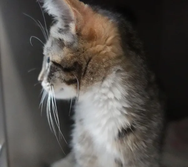 Znaleziono kota, Gdańsk, 10 lipca 2025