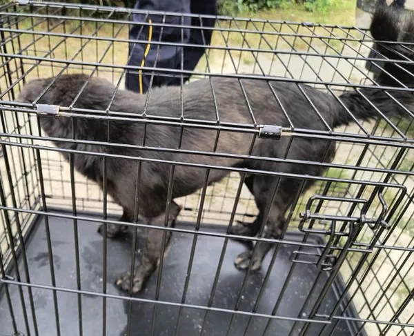 Znaleziono psa, Radom, 8 lipca 2025