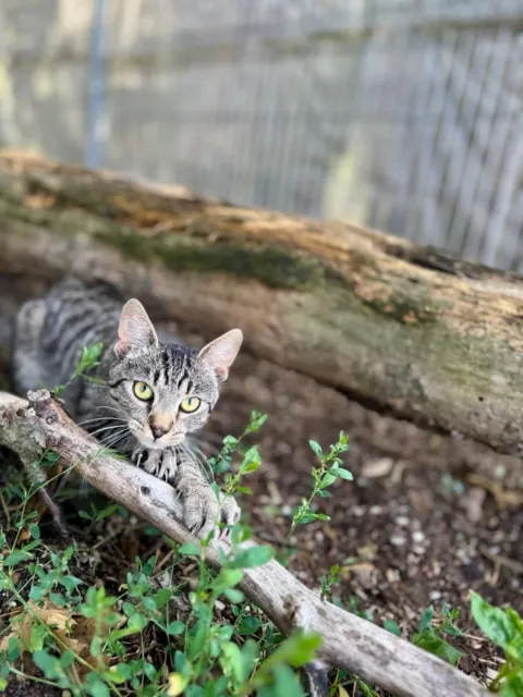 Kot do adopcji, Piła, 23 czerwca 2025 (2/5)