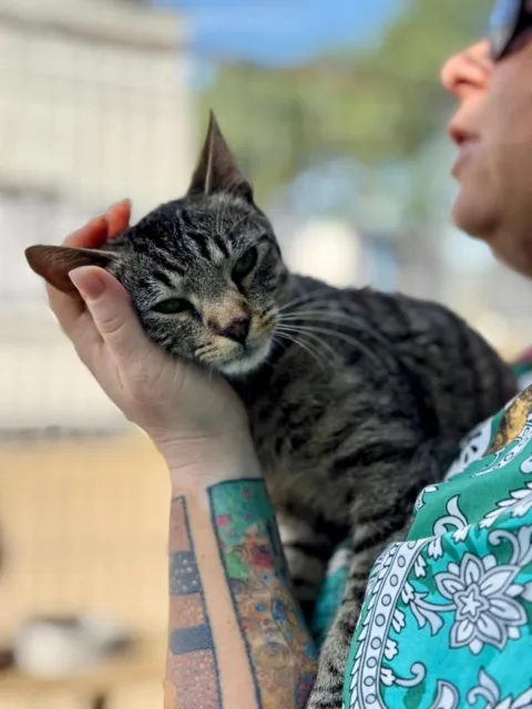 Kot do adopcji, Piła, 23 czerwca 2025 (3/5)