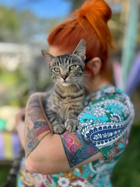 Kot do adopcji, Piła, 23 czerwca 2025 (4/5)