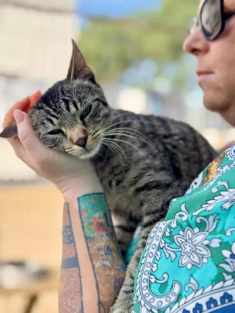 Kot do adopcji, Piła, 23 czerwca 2025 (5/5)