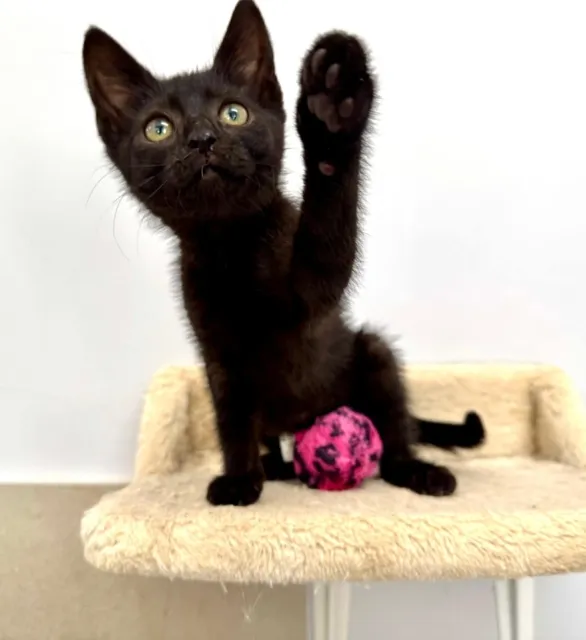 Kot do adopcji, Piła, 8 czerwca 2025 (1/5)