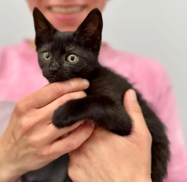 Kot do adopcji, Piła, 8 czerwca 2025 (2/5)